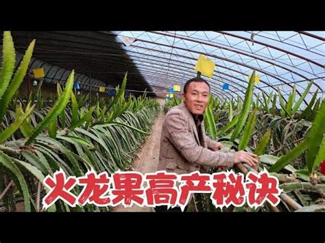 火龍果刺到|【火龍果刺到】火龍果惹禍啦！被火龍果刺刺到怎麼辦？